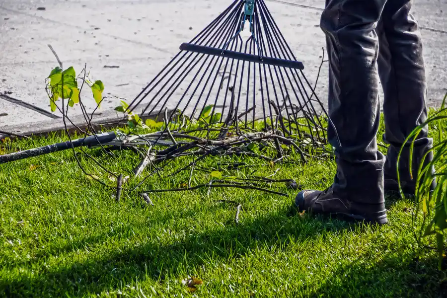 How Land Clearing Helps Control Invasive Plant Species Burnet, TX How Land Clearing Helps Control Invasive Plant Species Burnet, TX